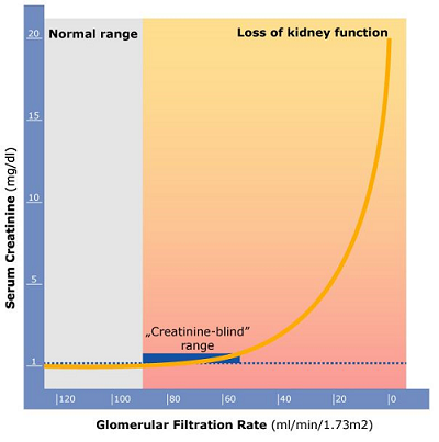 Renal function of kidney