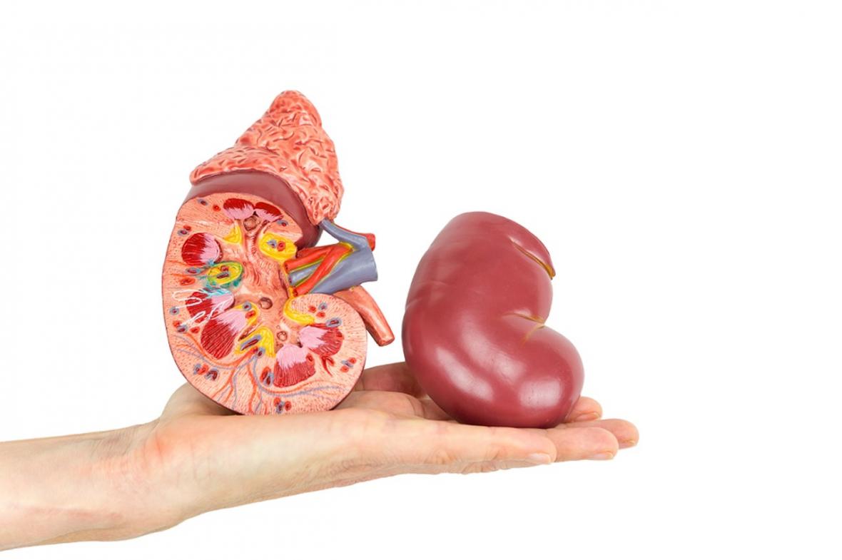 how do my kidney work