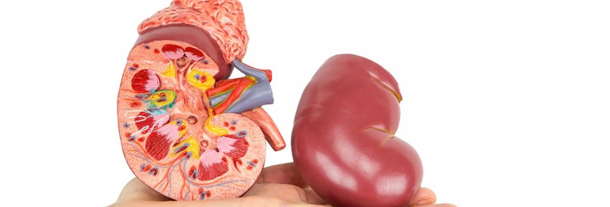 how do my kidney work