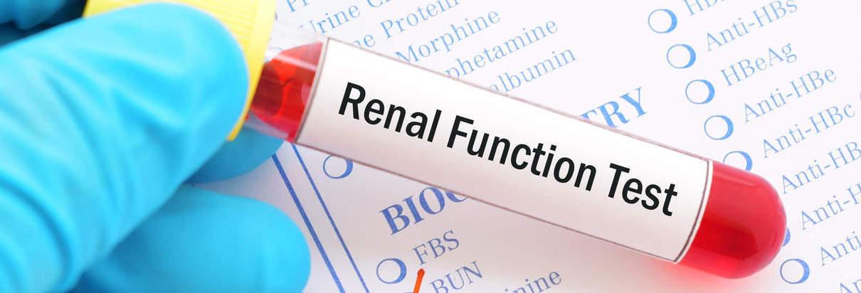 Renal function of the kidney function